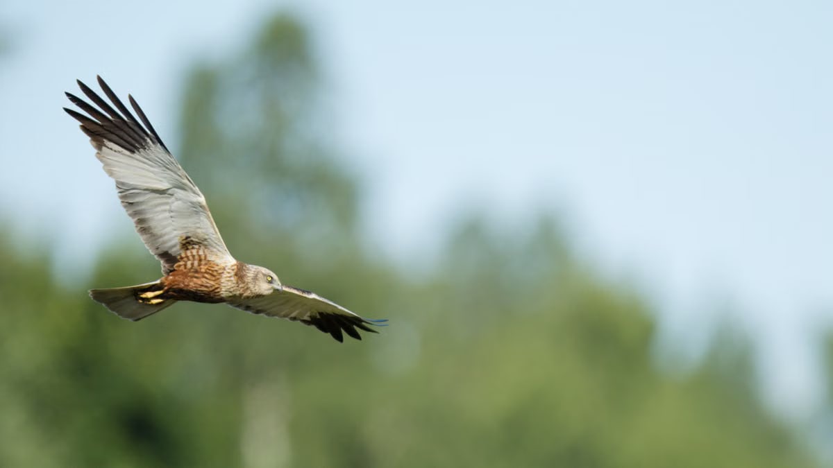 A marsh harrier gliding gracefully in the clear sky above a lush forest landscape.